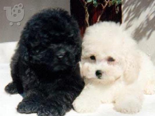 Κανίς toy ΛΕΥΚΑ Caniche Poodle